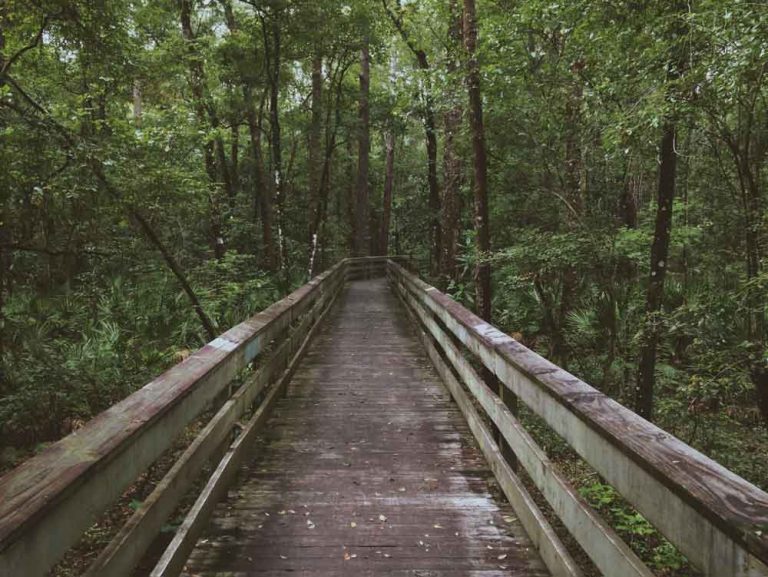 mapping the customer journey as a bridge through the woods